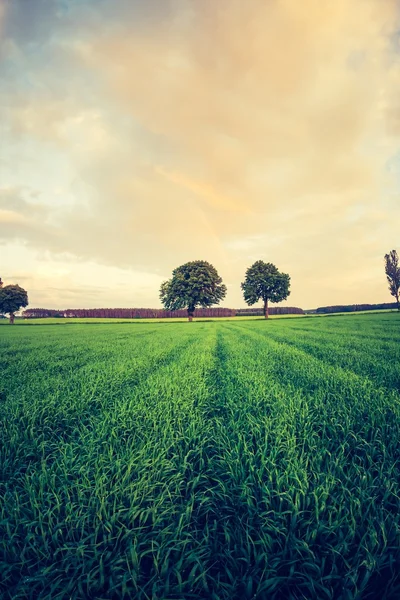 Foto vintage de campo de cereais verdes — Fotografia de Stock