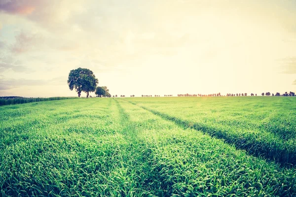 Vintage foto van groene granen veld — Stockfoto