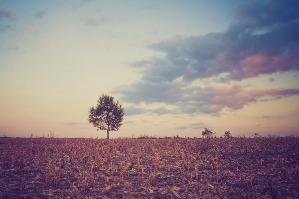 Jahrgangsfoto vom gepflügten Feld — Stockfoto