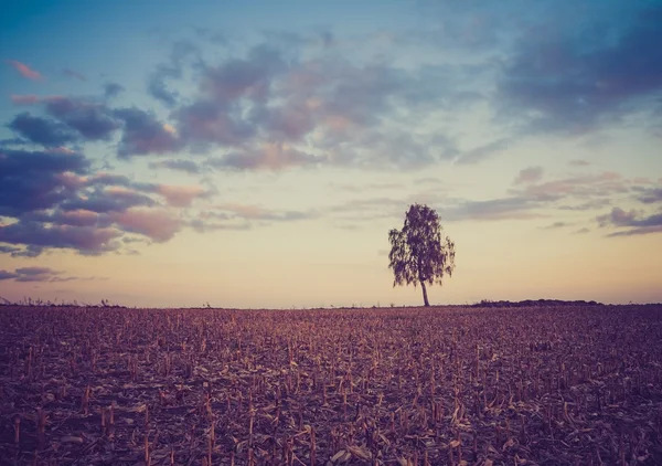 Vintage photo of plowed field — Stock Photo, Image