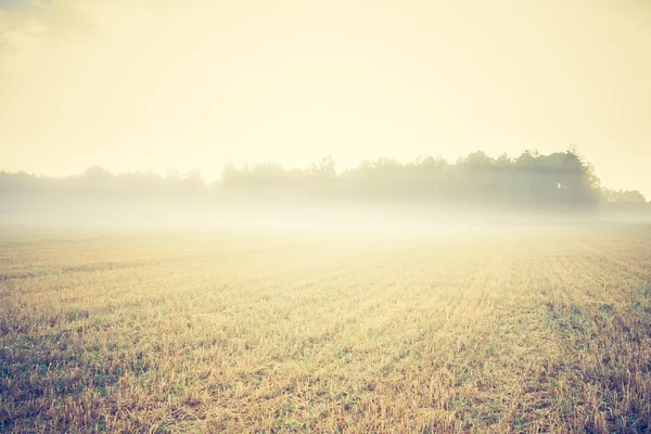 Винтажное фото зернового поля — стоковое фото