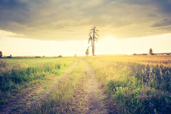 Vintage photo of cereal field — Stock Photo, Image