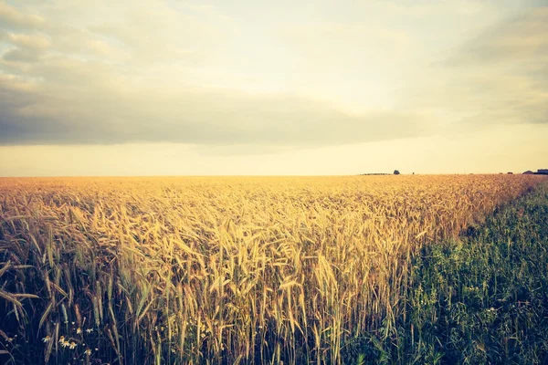 Vintage foto van granen veld — Stockfoto