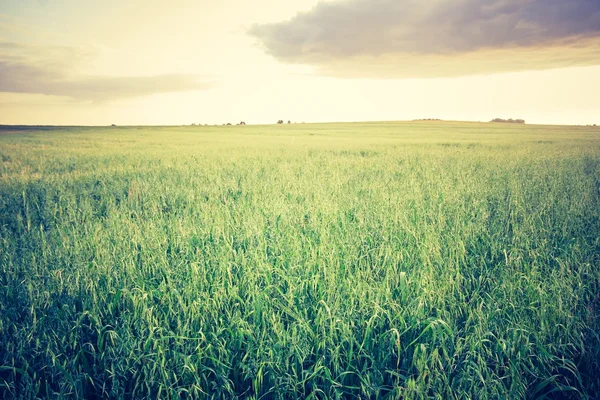 Jahrgangsfoto von Getreidefeld — Stockfoto