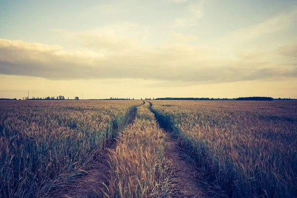 Vintage photo of cereal field — Stock Photo, Image