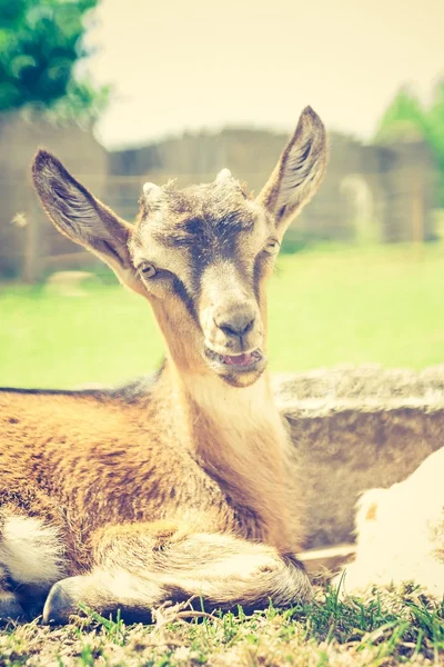 Ziegenporträt — Stockfoto