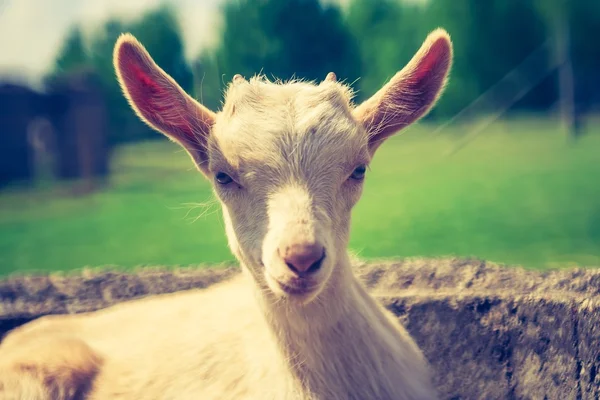 Vintage goat portrai — Stock Photo, Image