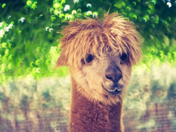 Vintage alpaca portrait — Stock Photo, Image