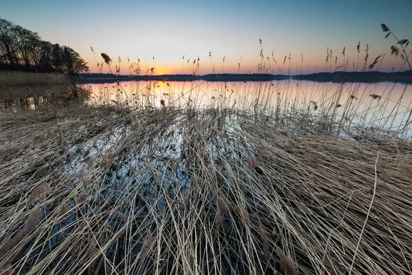 Paisaje del lago con cañas — Foto de Stock