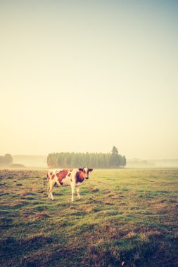 Vintage Fotoğraf manzara mera üzerinde ineklerin ile