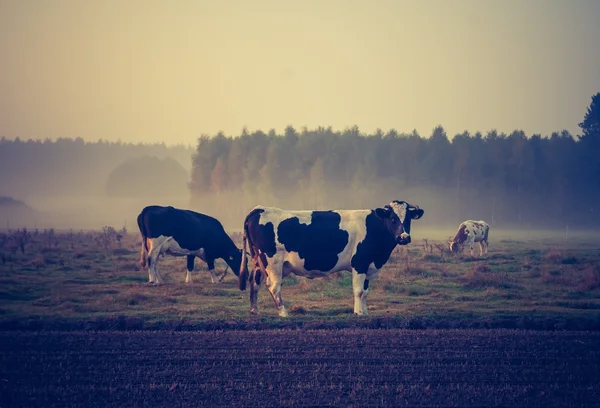 Vintage photo of landscape with cows on pasture — Stock Photo, Image