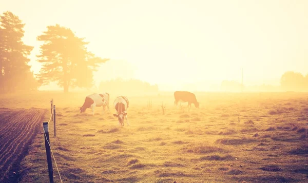 Vintage photo of landscape with cows on pasture — Stock Photo, Image