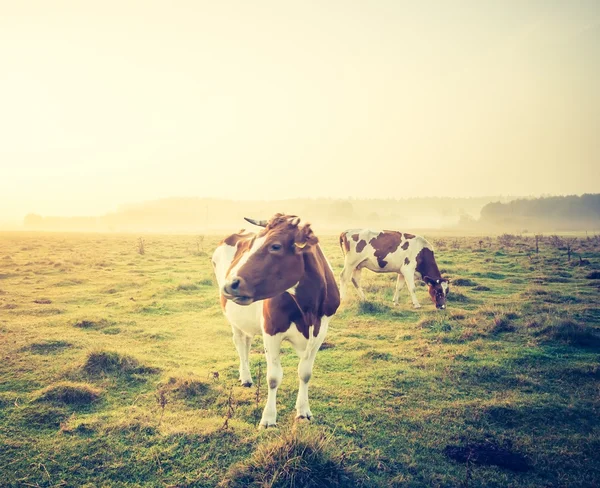 景观与母牛在牧场上的旧照片 — 图库照片