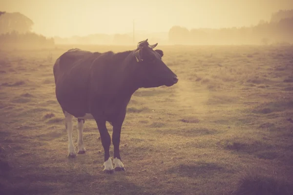 Foto pemandangan lama dengan sapi di padang rumput — Stok Foto