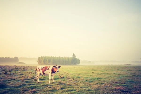 Photo vintage de paysage avec des vaches sur le pâturage — Photo