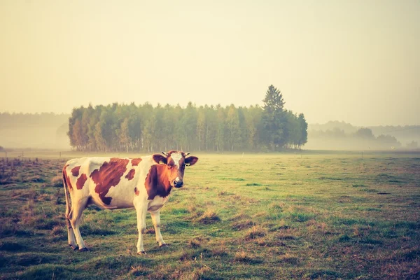 Foto vintage de paisaje con vacas en pastos —  Fotos de Stock