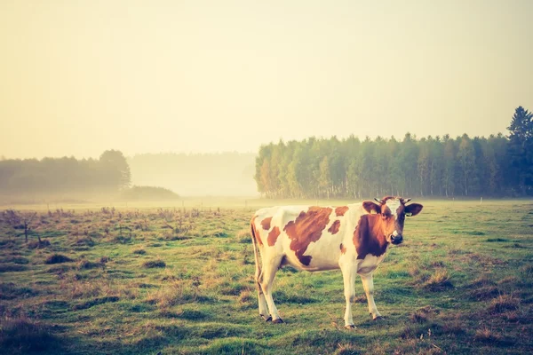 Photo vintage de paysage avec des vaches sur le pâturage — Photo