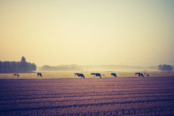 Foto vintage de paisaje con vacas en pastos — Foto de Stock