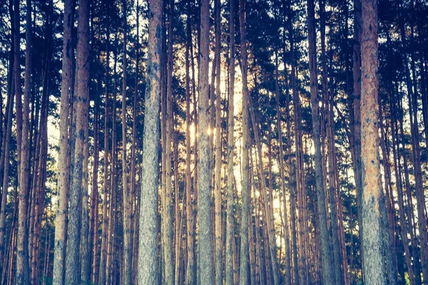 Vintage photo of autumnal pine forest — Stock Photo, Image