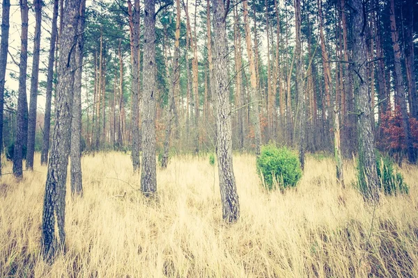 Foto vintage de bosque de pino otoñal —  Fotos de Stock