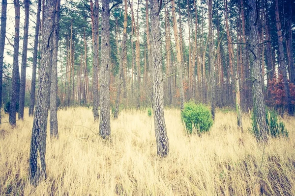 Vintage foto de floresta de pinheiros outonal — Fotografia de Stock