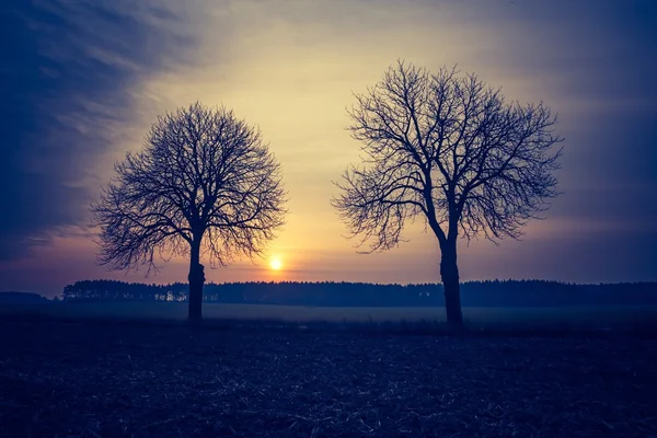 Jahrgangsfoto der Herbstbäume auf dem Feld. — Stockfoto