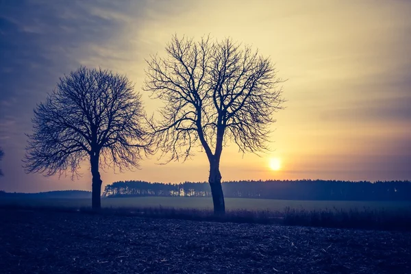 Jahrgangsfoto der Herbstbäume auf dem Feld. — Stockfoto