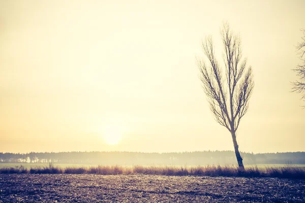 Jahrgangsfoto der Herbstbäume auf dem Feld. — Stockfoto