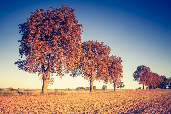 Jahrgangsfoto der Herbstbäume auf dem Feld. — Stockfoto