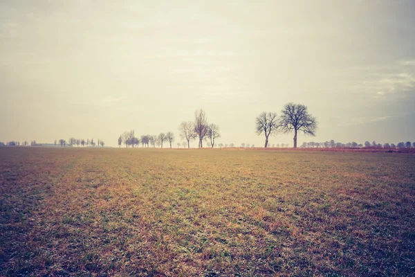 Jahrgang Foto von jungen grünen Getreidefeld — Stockfoto