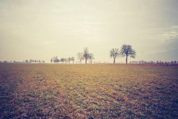 Foto vintage de campo de cereal verde jovem — Fotografia de Stock