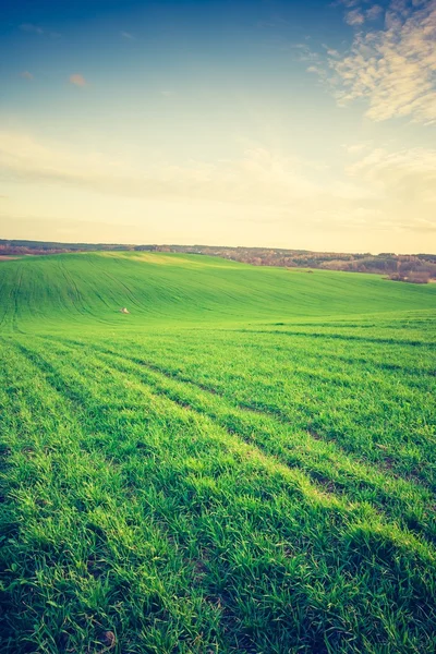 Vintage photo of young green cereal field — Stock Photo, Image