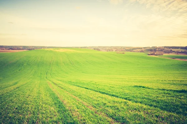 Vintage photo of young green cereal field — Stock Photo, Image