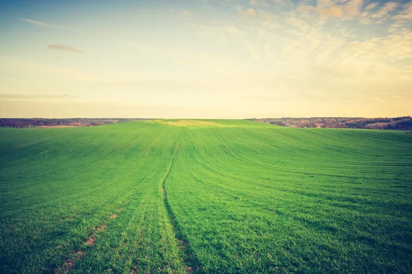 Винтажное фото молодого зеленого зернового поля — стоковое фото