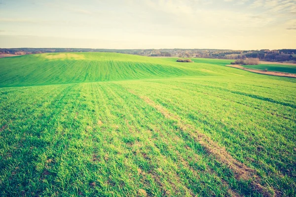 Vintage photo of young green cereal field — Stock Photo, Image