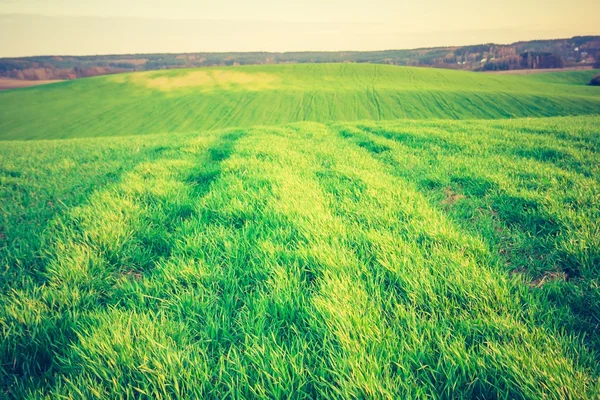 若い緑の穀物のフィールドのビンテージ写真 — ストック写真