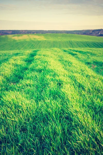 Vintage photo of young green cereal field — Stock Photo, Image