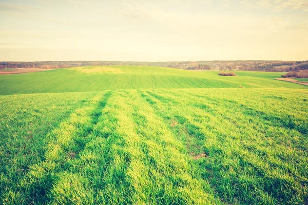 Vintage photo of young green cereal field — Stock Photo, Image
