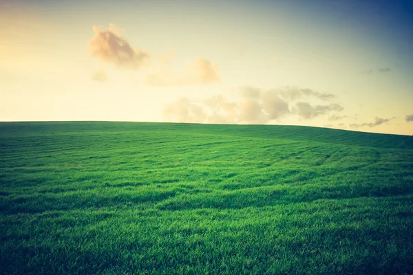 Vintage photo of young green cereal field — Stock Photo, Image