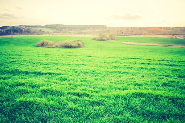 Foto vintage di giovane campo di cereali verde — Foto Stock