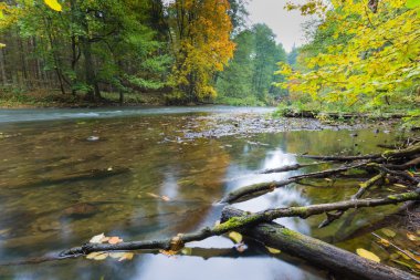 Sonbahar renkli ormandaki yabani Nehri