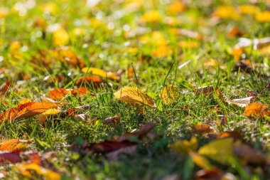 Sonbahar yaprakları yeşil çimenlerin üzerinde