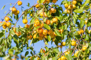 Küçük sonbahar elma