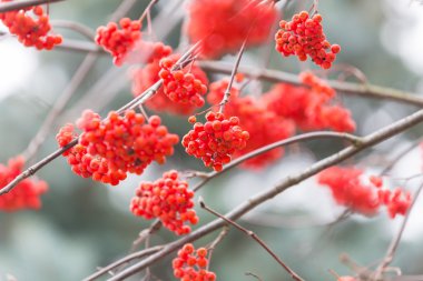 Kırmızı üvez meyveleri