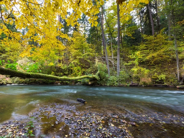 Vilda floden i höstens färgglada skog — Stockfoto