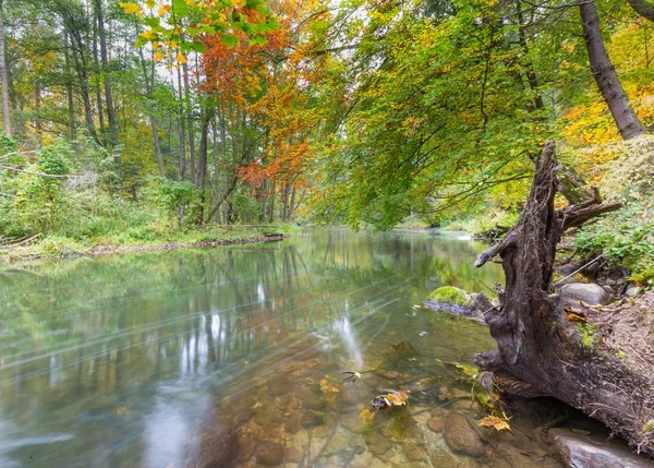 Wild river in autumnal colorful forest — Stock Photo, Image