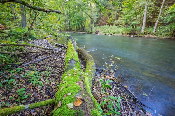 Wild river in autumnal colorful forest — Stock Photo, Image