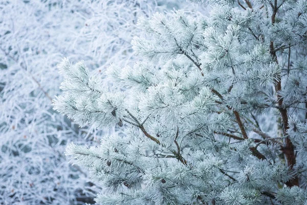 Frosted tree branches — Stock Photo, Image
