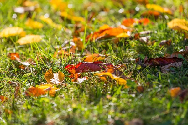 Höstens löv på grönt gräs — Stockfoto