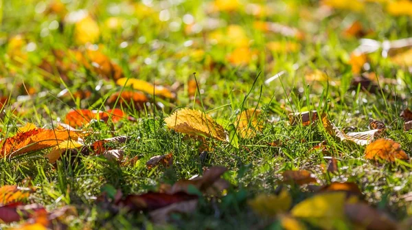 Höstens löv på grönt gräs — Stockfoto